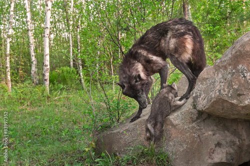 Black Wolf (Canis lupus) Watches Pup Climb up Rock