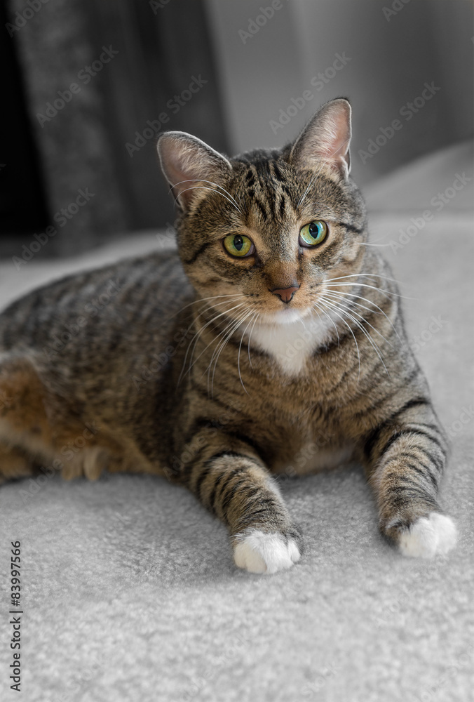 Domestic Tabby Cat on Carpet