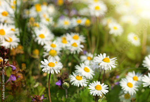 Beautiful daisy flowers in meadow