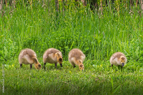 Line of Four Goslings (Branta canadensis) © geoffkuchera