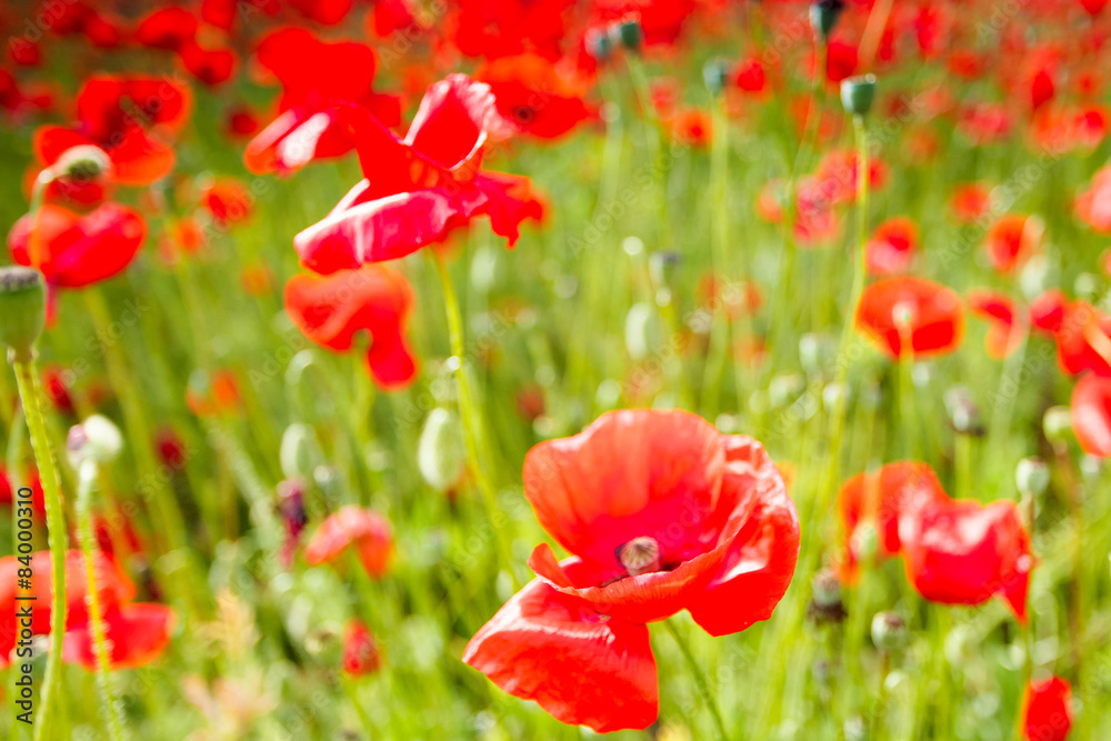 Fototapeta premium Red poppy flowers on fields Crimea. Russia.