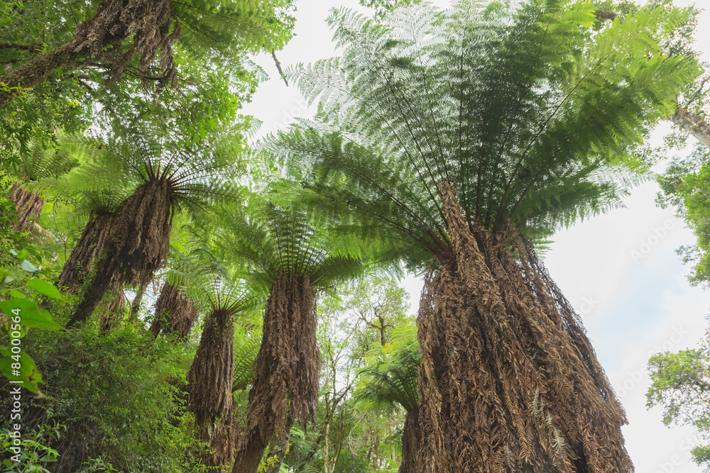 Obraz premium Giant tree ferns in the Amboro National Park