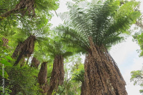 Giant tree ferns in the Amboro National Park photo