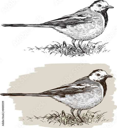 wagtail