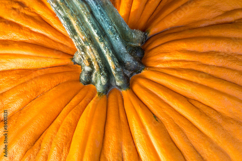 Close up of a pumpkin peel photo