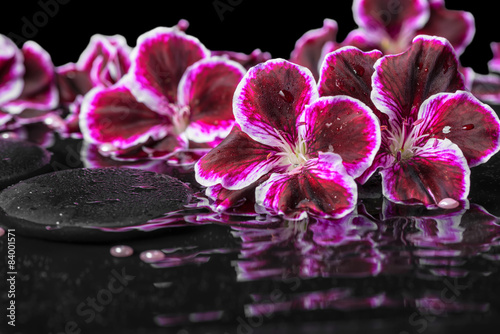 beautiful spa still life of blooming dark purple geranium flower
