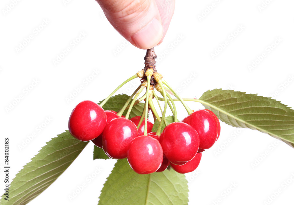 Obraz na plátně Ripe cherry isolated
