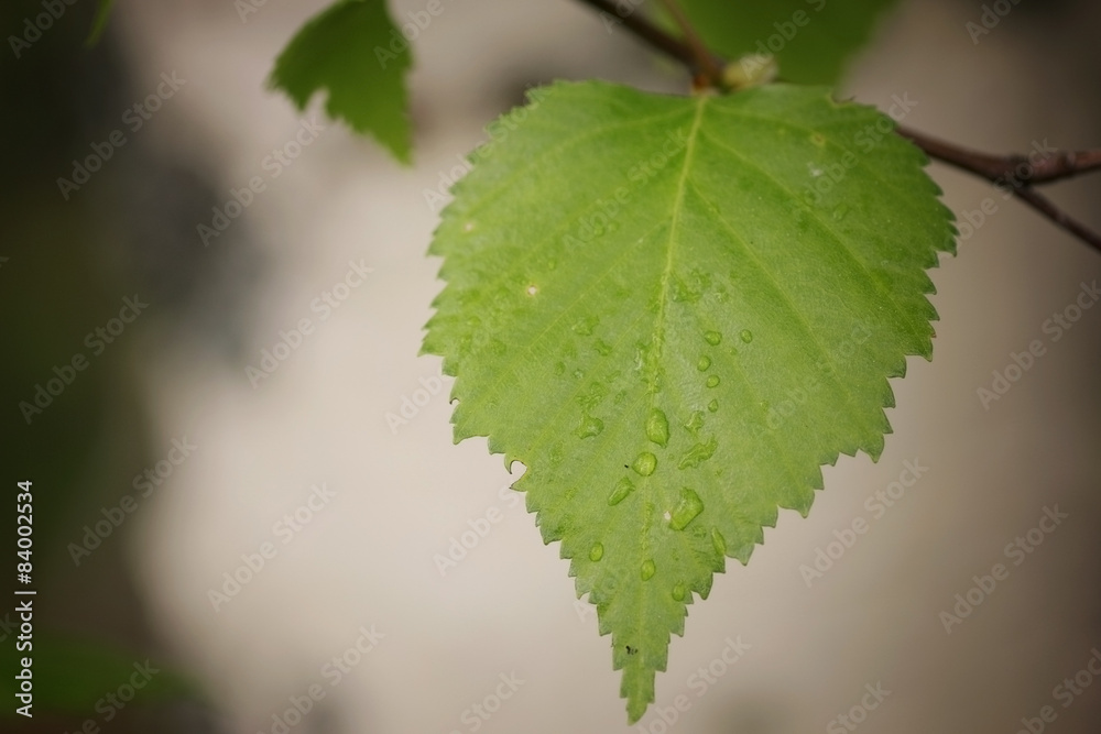 birch leaves birch leaves