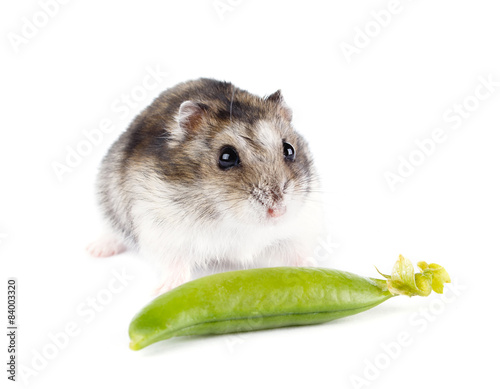 Little hamster isolated on white background photo