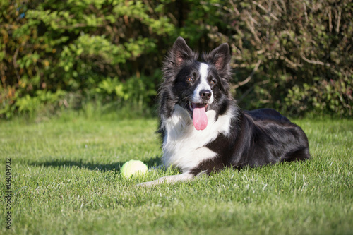 Lying Border collie with a yellow ball