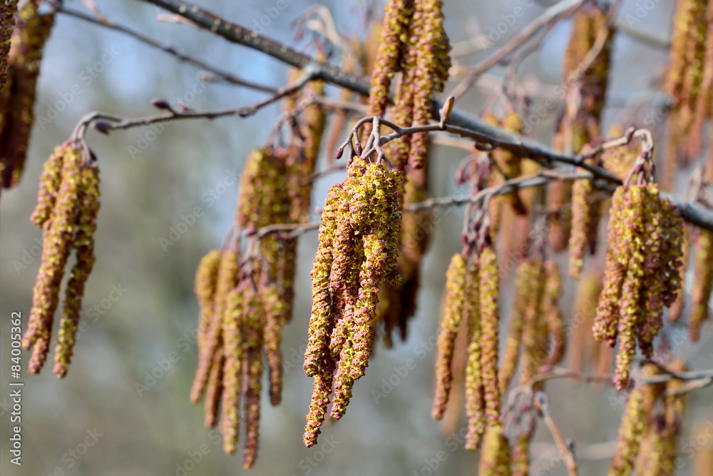 Naklejka premium Spring. Alder catkins closeup