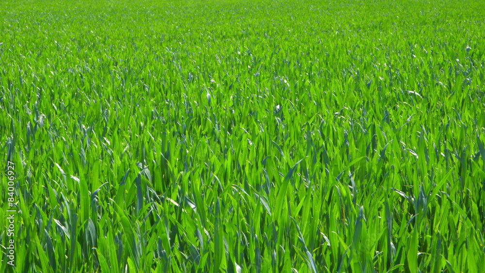 Young Fresh Plants in Sunlight - Long Shot Young Fresh Plants in Sunlight - Long Shot