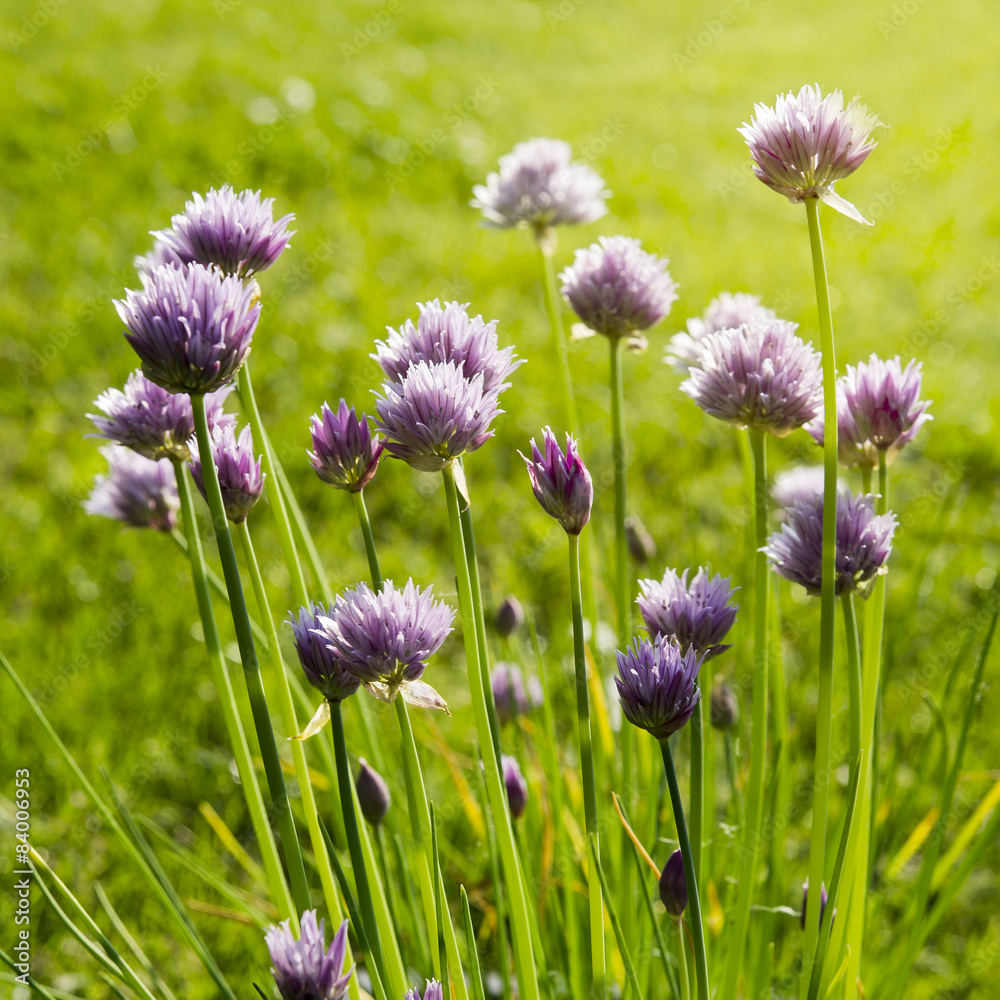 Fresh chives flowers with sun rays on green background Fresh chives flowers with sun rays on green background