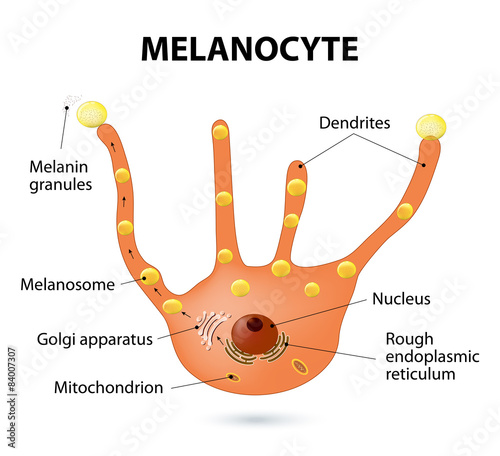 Melanocyte photo