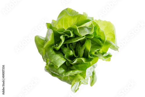 Head of fresh organic butter crunch lettuce