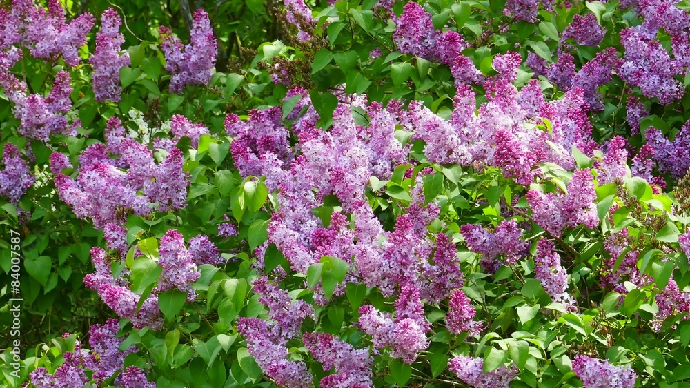 Wild Lilacs in Sun and Shade Wild Lilacs in Sun and Shade