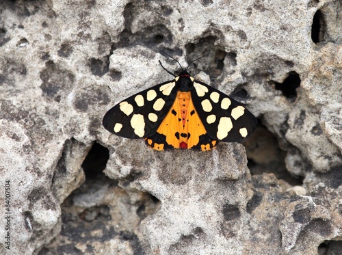 Бабочка Arctia villica сидящая на камне photo
