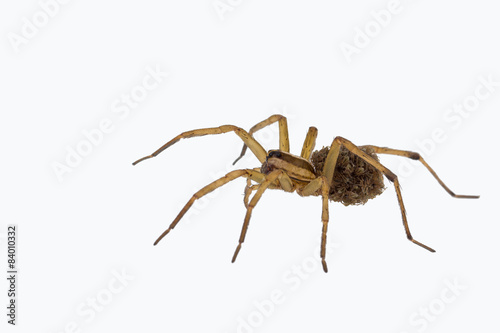 Female wolf spider carrying young, isolated on white. 