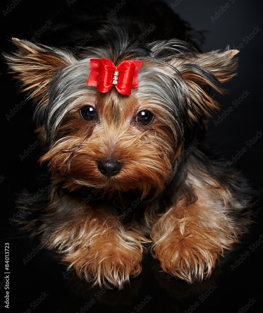 Naklejka premium York small dog