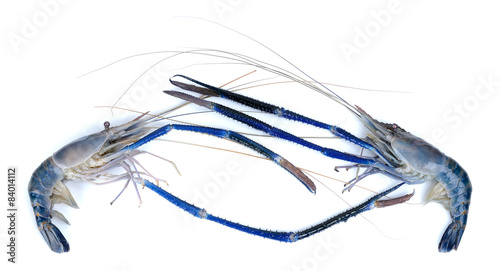 Fresh Shrimp isolated on the white background photo