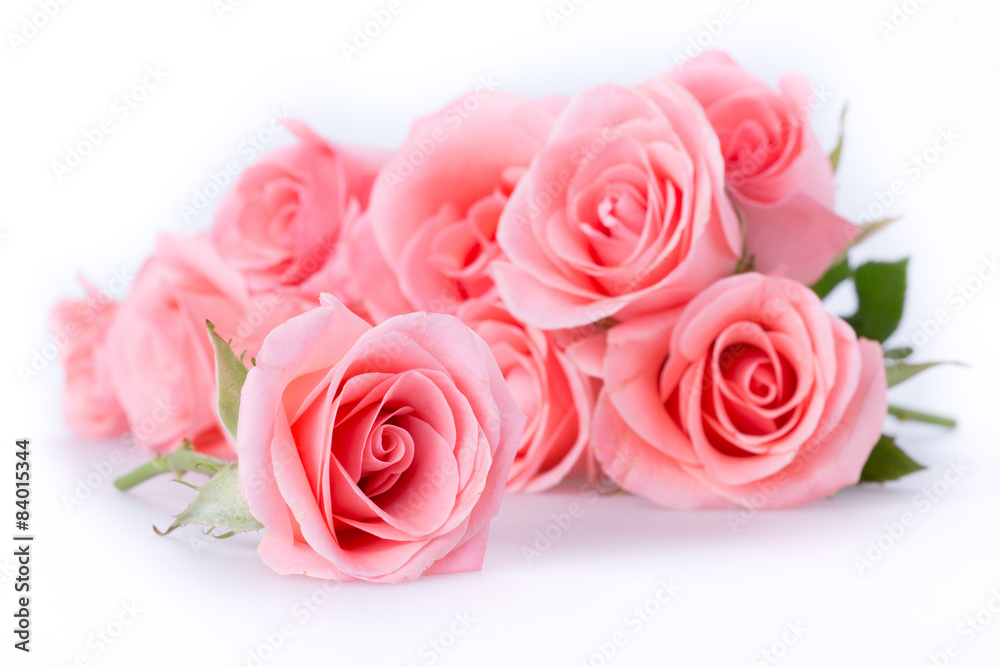 pink rose flower on white background pink rose flower on white background