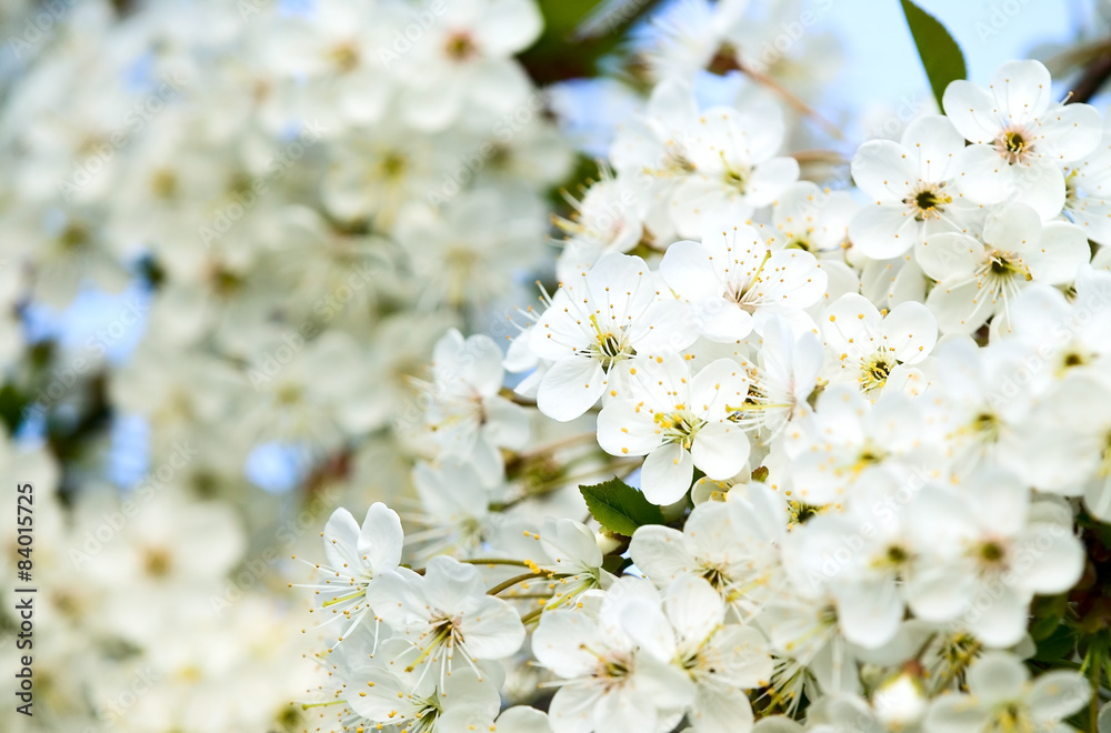 Beautiful white flower with amazing blossoms Beautiful white flower with amazing blossoms