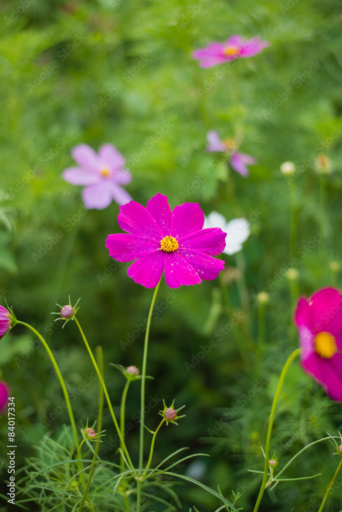 Cosmos flowers in purple, white, pink and red, is beautiful suns Cosmos flowers in purple, white, pink and red, is beautiful suns