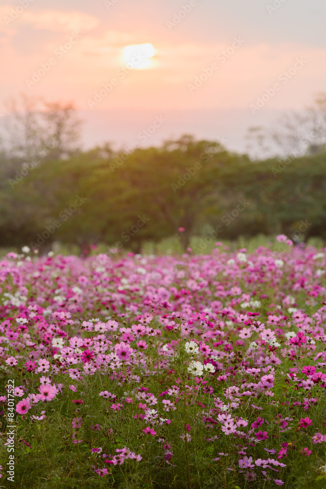 Fototapeta premium Cosmos flowers in purple, white, pink and red, is beautiful suns