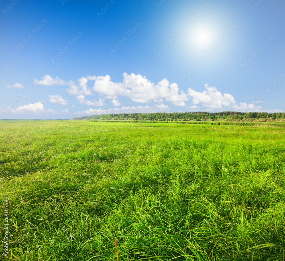 Obraz premium Green field under blue cloudy sky whit sun
