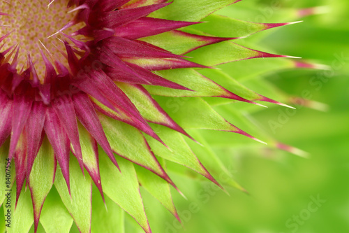 Fototapeta Naklejka Na Ścianę i Meble -  Milk thistle flower macro background