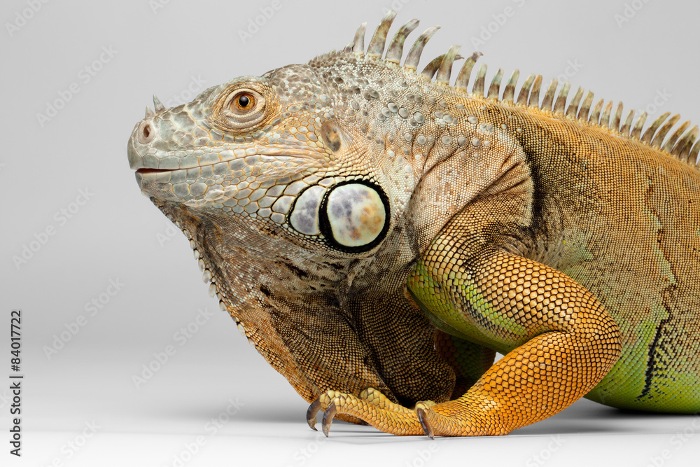 Fototapeta premium Closeup Green Iguana on White Background