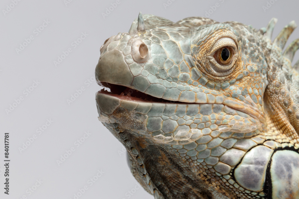 Fototapeta premium Closeup Green Iguana on White Background