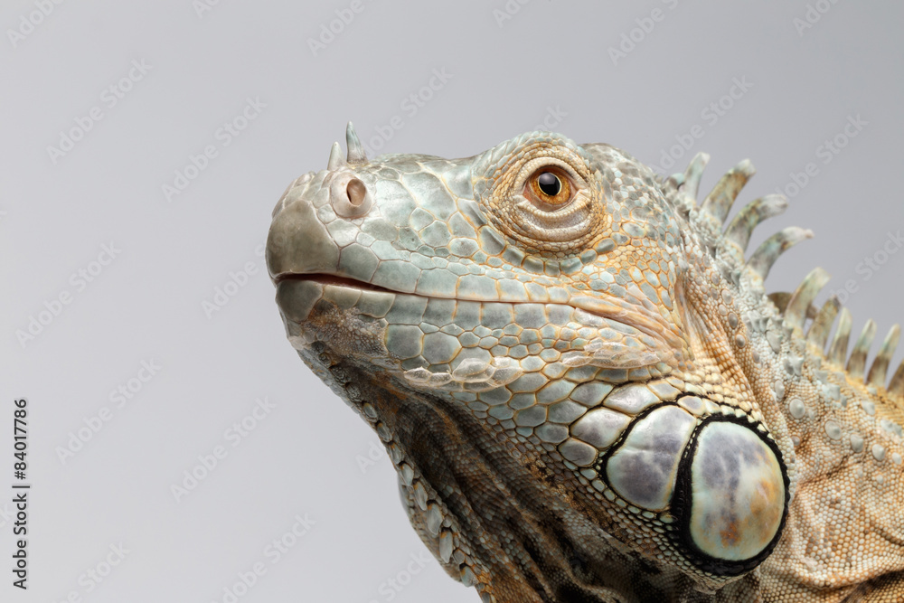 Fototapeta premium Closeup Green Iguana Looking up on White