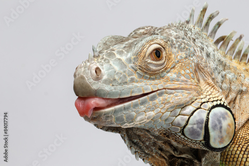 Closeup Green Iguana showing Tongue on White