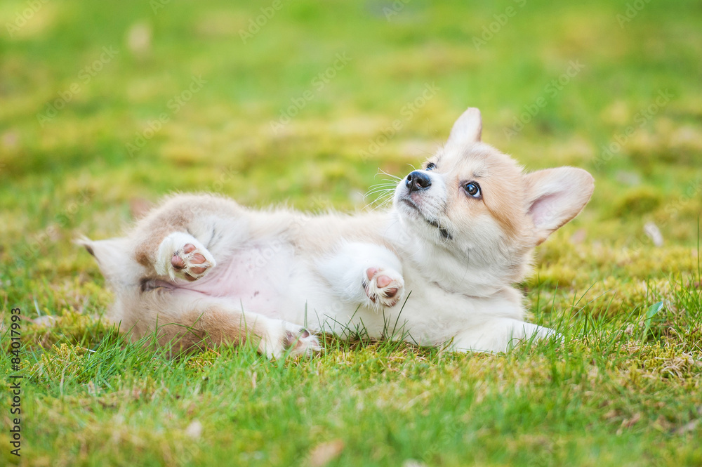 Fototapeta premium Pembroke welsh corgi puppy lying on the lawn