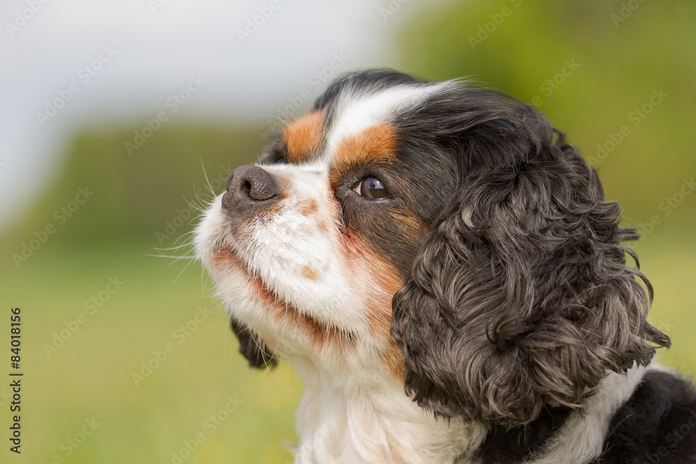 A portrait of a Cavalier King Charles dog