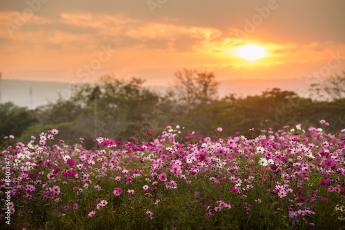 Cosmos flowers in purple, white, pink and red, is beautiful suns © aengza001