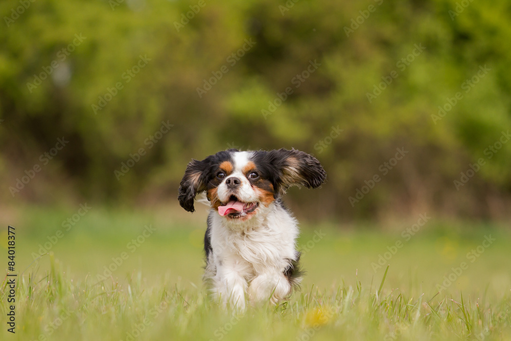 A Cavalier King Charles dog runs happily on a meadow