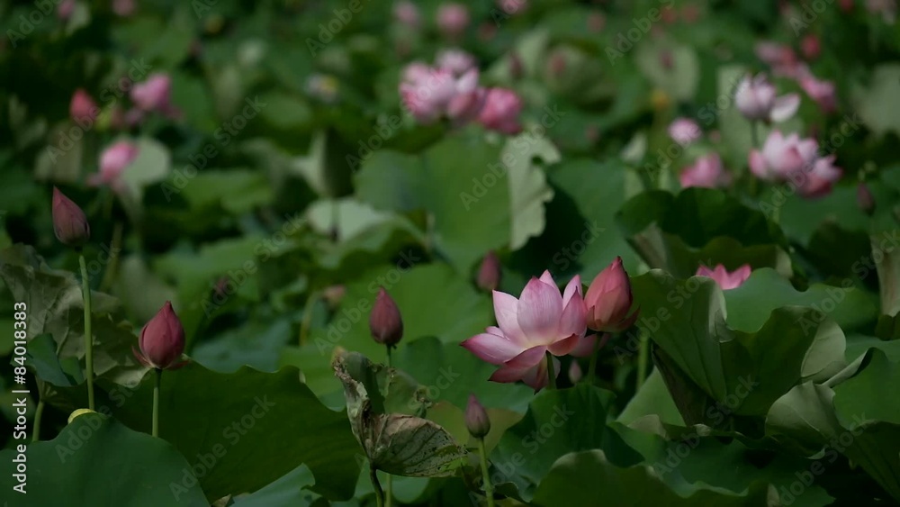 Lotus flowers. Rosy lotus flower & seed head at a pond.