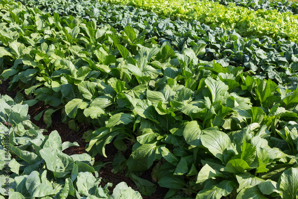 green lettuce vegetable of hydroponic cultivation green lettuce vegetable of hydroponic cultivation
