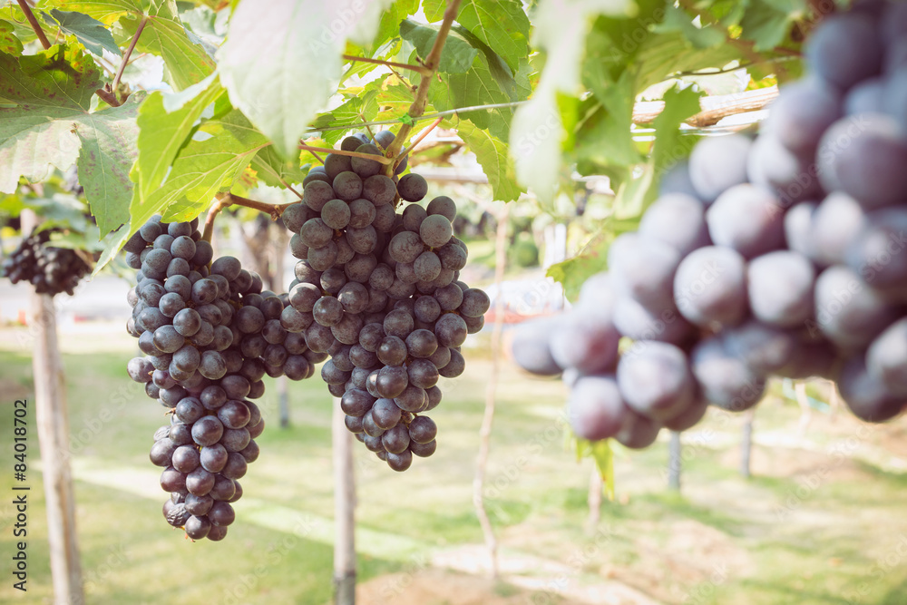 grapes fruit in farm viticulture of agriculture