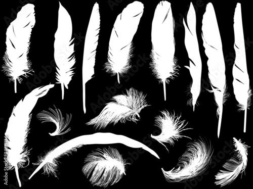 sixteen white feathers isolated on black