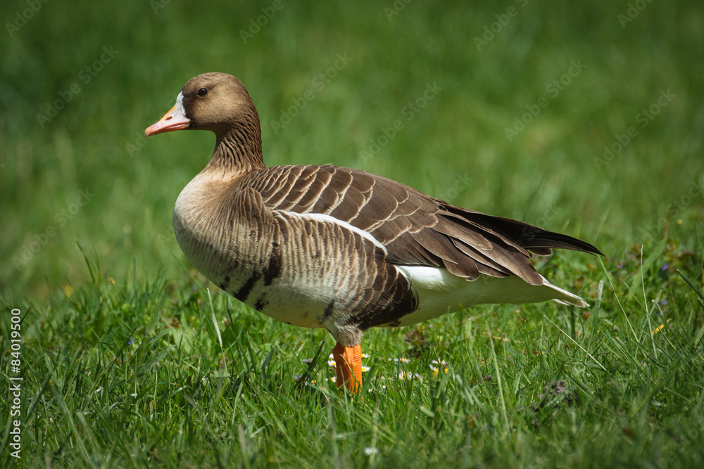 Greylag goose in the meadow Greylag goose in the meadow