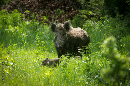 Wild boar in grass