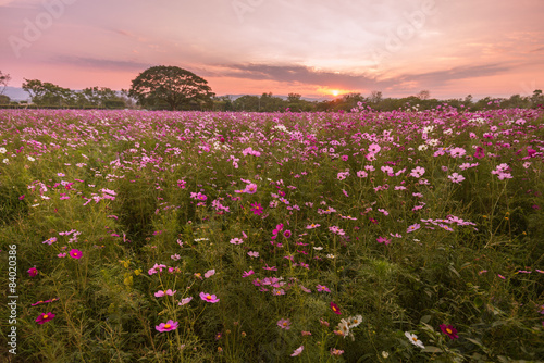 Cosmos flowers in purple, white, pink and red, is beautiful suns