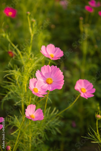 Cosmos flowers in purple  white  pink and red  is beautiful suns