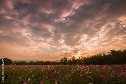 Cosmos flowers in purple  white  pink and red  is beautiful suns