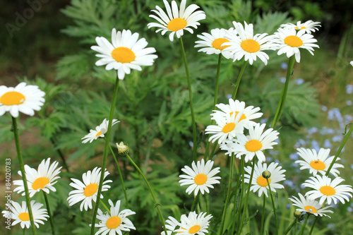 daisies in the garden