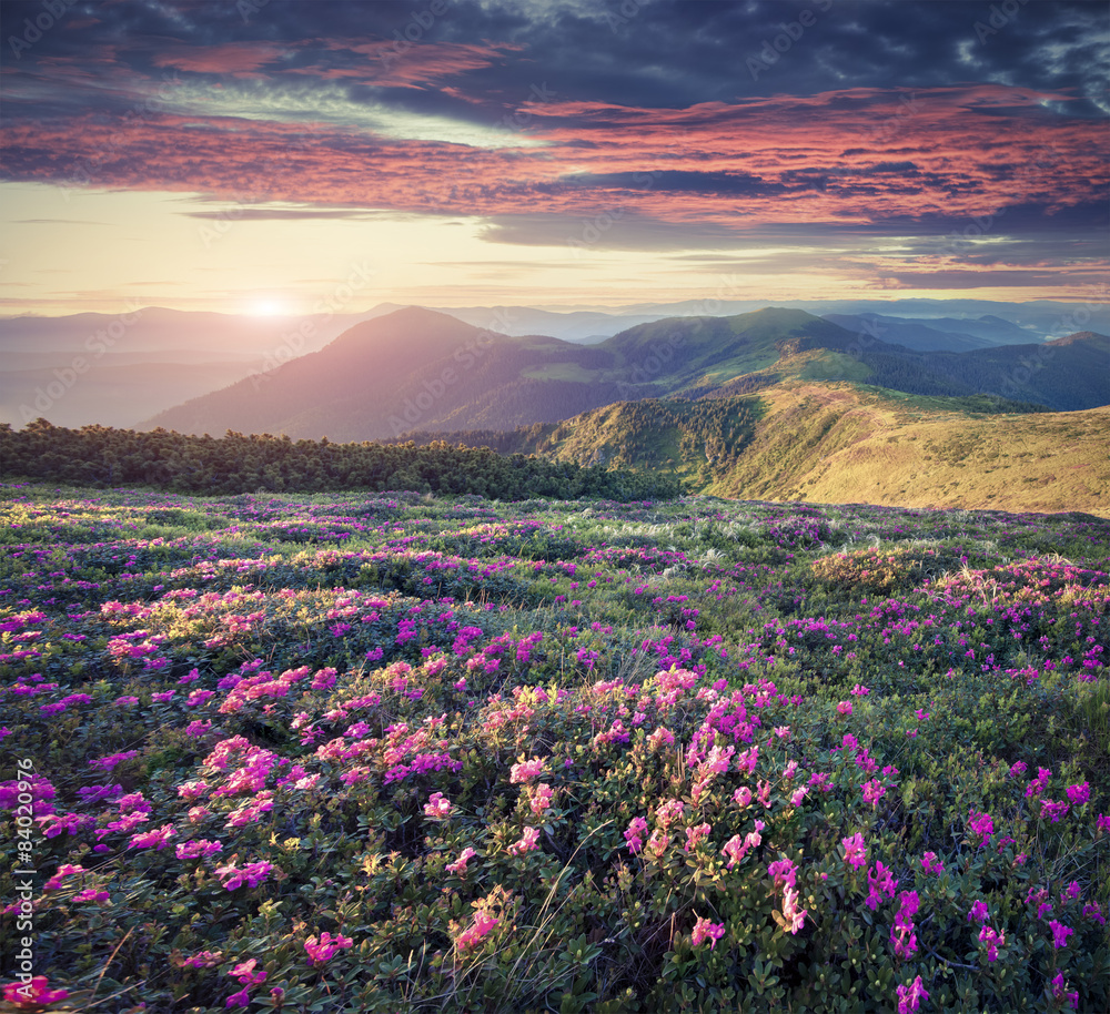 Obraz premium Blossom carpet of pink rhododendron flowers in the mountains at