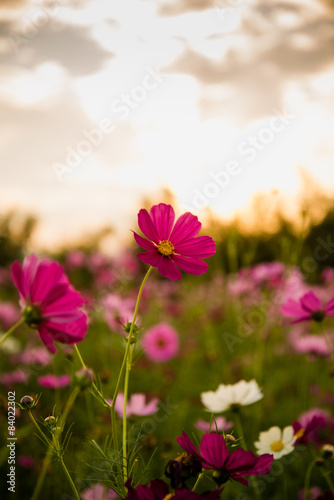 Cosmos flowers in purple, white, pink and red, is beautiful suns © aengza001